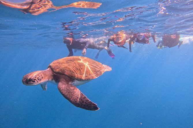 Snorkeling and Boat Tour in a Turtle Area - Key Points