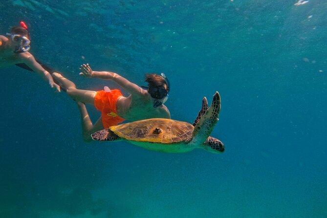 Snorkeling With Turtles in Fujairah With Transfer & BBQ Lunch - Key Points