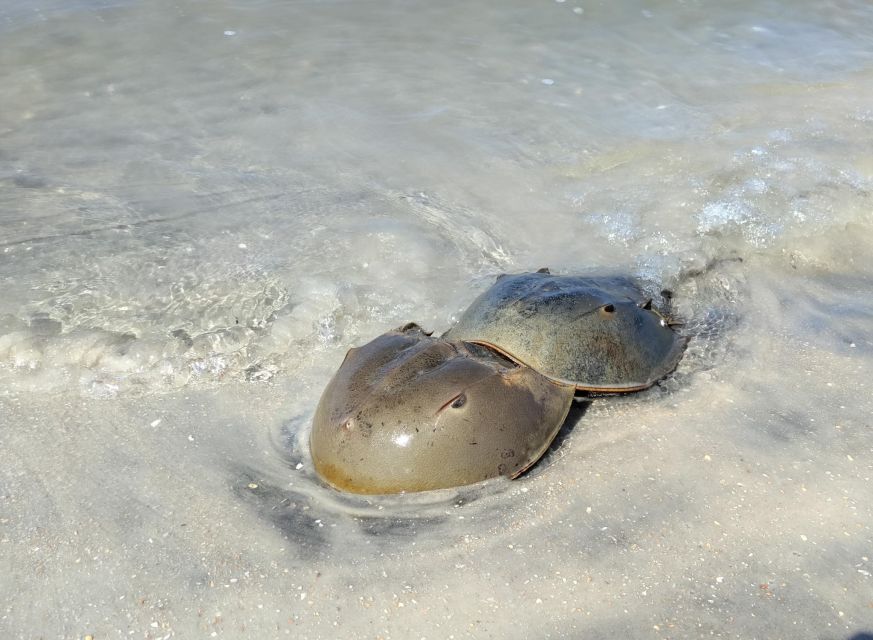 St. Augustine: Deluxe Dolphin-Watching Kayak Tour - Key Points