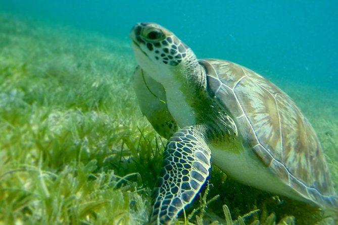 Swim W/Turtles at St. John, Pizza Pi & Snorkel a Shipwreck. - Small-group Sailing Adventure