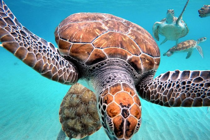 Swimming With Sea Turtles Incl. Pictures. Award Winner - Inclusions