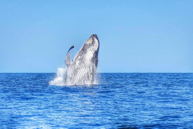 Swimming With Wild Dolphins & Whale Watching With Transportation - Key Points