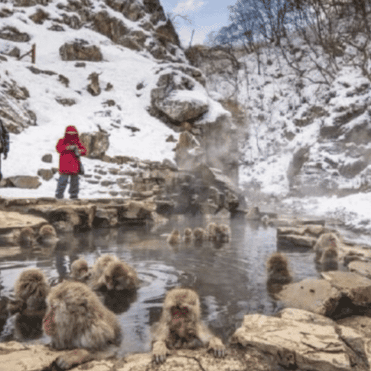 Tokyo: A Memorabele Snow Monkey Park and Zenkoji Temple Tour - Itinerary Highlights