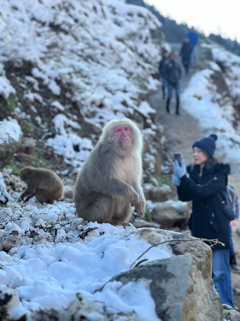 Tokyo/Nagano: Snow Monkey & Zenkoji Temple Private Day Trip - Key Points