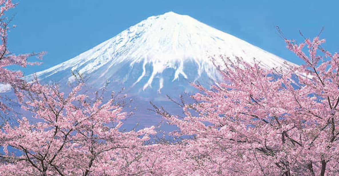 Tokyo to Mt. Fuji Area/Kawaguchiko Transfer Service - Key Points