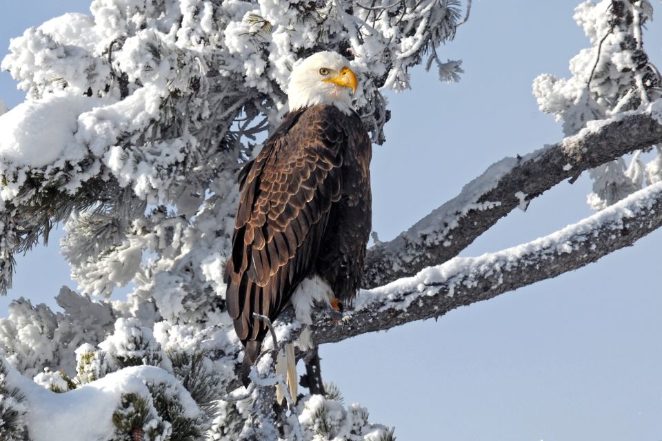 Yellowstone National Park: Self-Driving Audio Guided Tour - Key Points