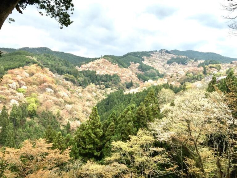 Yoshino: Private Guided Tour & Hiking In A Japanese Mountain Tour Overview