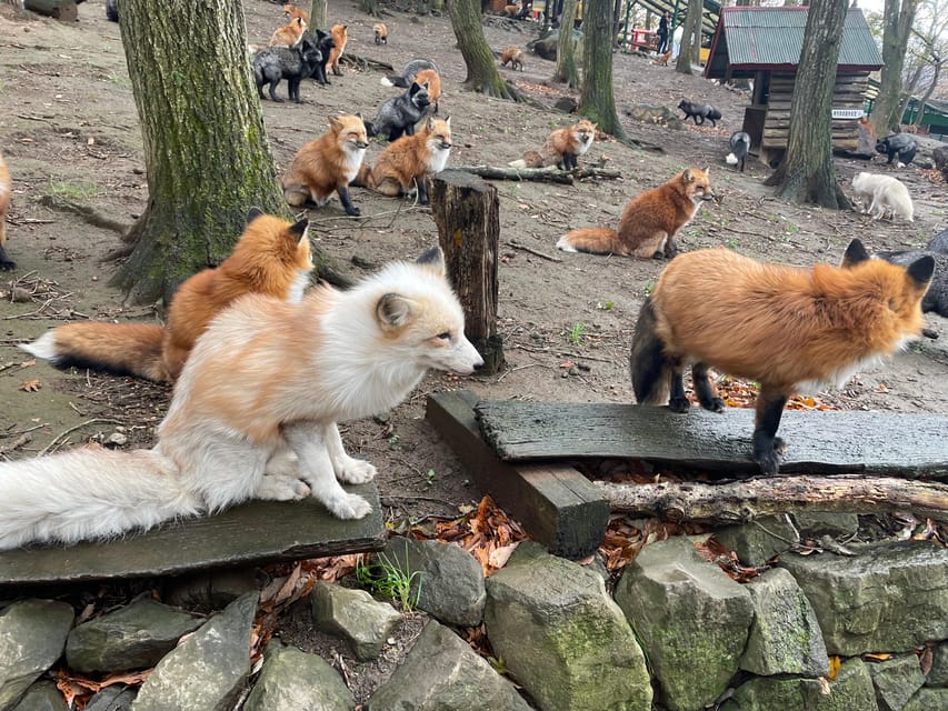 Zao Fox Village 1-Day Tour Review - Key Points