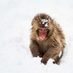 1 Day Tour: Snow Monkeys & Snow Fun Review Tour Overview