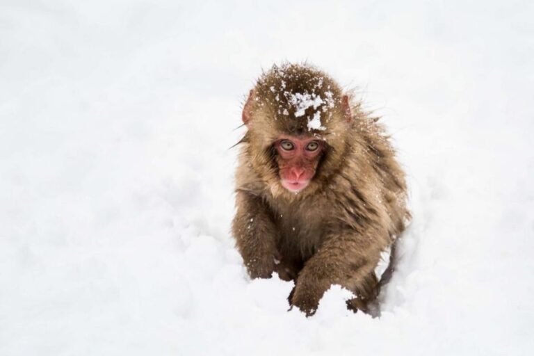 1 Day Tour: Snow Monkeys & Snow Fun Review Tour Overview