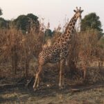 2 Days 1 Night Mikumi National Park Overview Of The Safari Tour