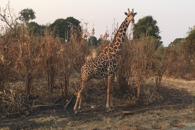 2 Days 1 Night Mikumi National Park - Overview of the Safari Tour