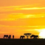 3 Day Classic, Guided Serengeti Safari Accommodation Options