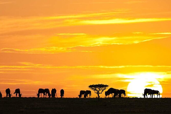 3 Day Classic, Guided Serengeti Safari Accommodation Options