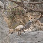 3 Day Classic Serengeti Safari Discover Serengetis Diverse Landscapes