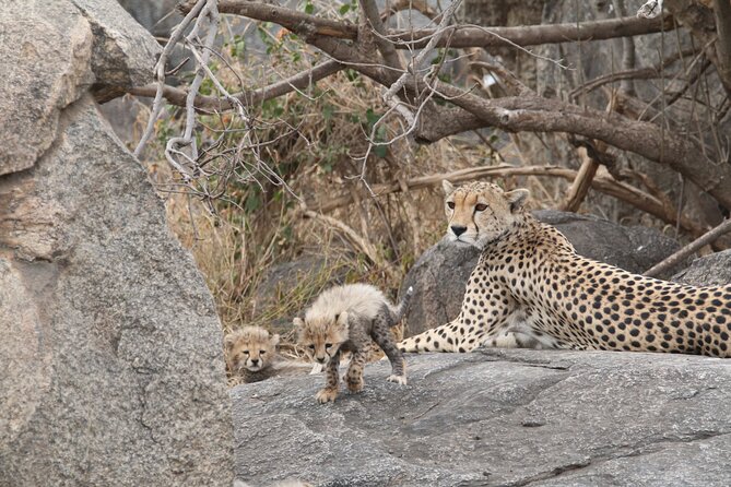 3-Day Classic Serengeti Safari - Discover Serengetis Diverse Landscapes