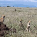 3 Day Safari From Arusha: Serengeti And Ngorongoro Inclusions