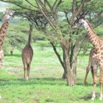 3 Days Private Honeymoon Safari To Serengeti And Ngorongoro Inclusions And Exclusions