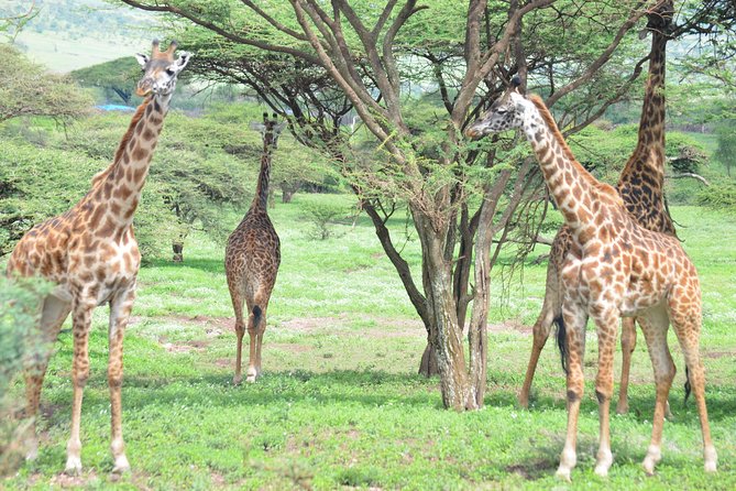 3 Days Private Honeymoon Safari to Serengeti and Ngorongoro - Inclusions and Exclusions