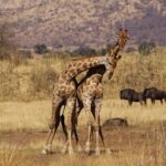 4 Days Tanzania Budget Group Join Safari Serengeti & Ngorongoro Inclusions