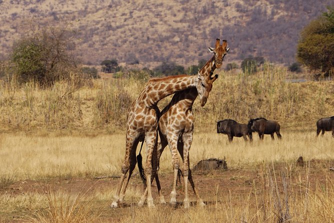 4 Days Tanzania Budget Group Join Safari- Serengeti & Ngorongoro - Inclusions