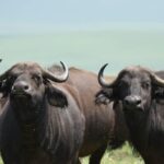 6 Days Tanzania National Parks Safari With Accommodation Overview Of The Safari Tour