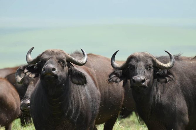 6 Days Tanzania National Parks Safari With Accommodation - Overview of the Safari Tour