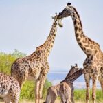 6 Hours Nairobi National Park And Giraffe Center Tour Inclusions