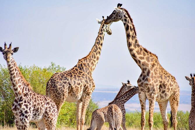 6 Hours Nairobi National Park And Giraffe Center Tour Inclusions