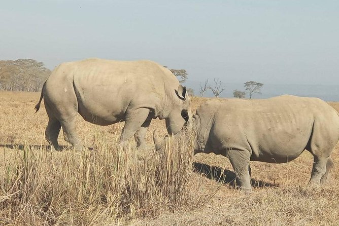 7 Days Maasai Mara - Lake Nakuru - Lake Naivasha- Amboseli Safari. - Group Size and Experience