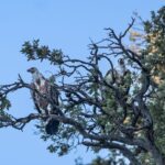 Beli Griffon Vultures Bird Watching Boat Trip Activity Overview