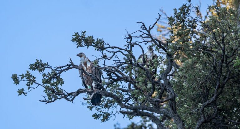 Beli Griffon Vultures Bird Watching Boat Trip Activity Overview