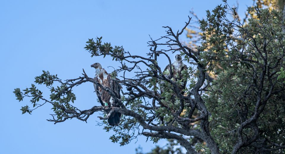 Beli - Griffon Vultures Bird Watching Boat Trip - Activity Overview