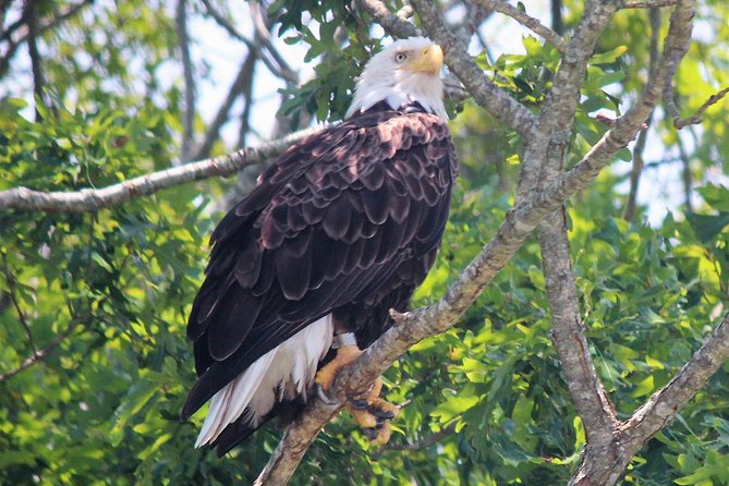 Birding By Boat On The Osprey Overview Of The Tour