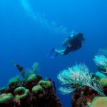 Catalina Island Diving Tour Tour Operator