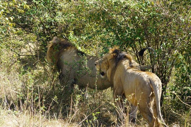 Daily Departures 3 Days Masai Mara by Landcruiser - Pickup and Drop-off