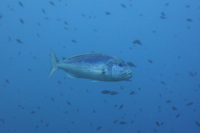 Double Dive In The Capo Carbonara Marine Protected Area, For Patents. Suitability And Restrictions