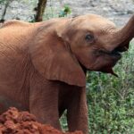 Elephant Orphanage, Giraffe Centre& Optional Nairobi Nationalpark Tour Overview