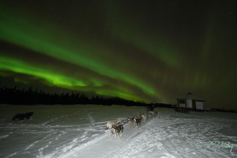 Fairbanks: Moonlight Dog Sled, Dinner & Northern Lights Tour Overview