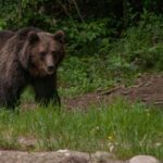 From Brasov: Small Group Brown Bear Watching Tour Tour Overview