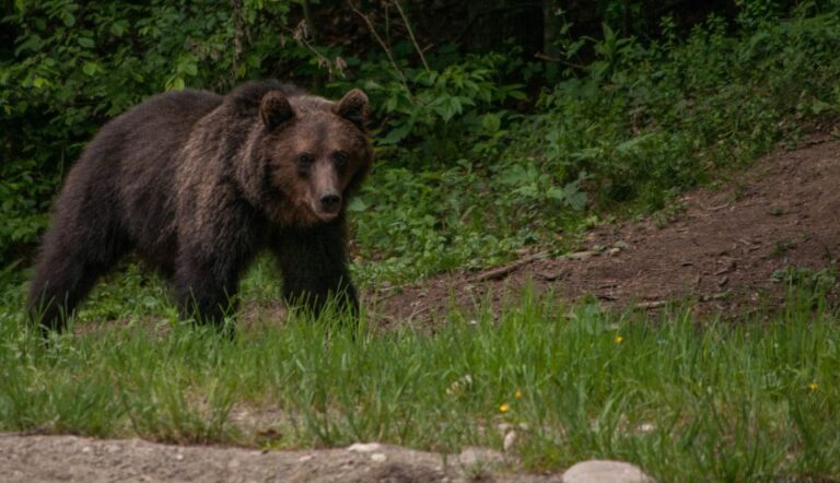 From Brasov: Small Group Brown Bear Watching Tour Tour Overview