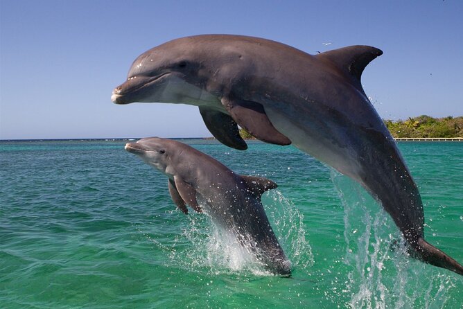 Full Day Boat Trip To Dolphins House With Lunch In Hurghada Inclusions