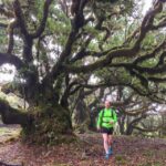 Funchal: Fanal Ancient Forest Running Tour Tour Overview