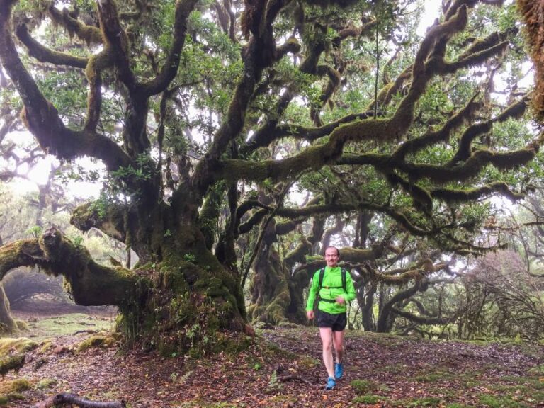 Funchal: Fanal Ancient Forest Running Tour Tour Overview