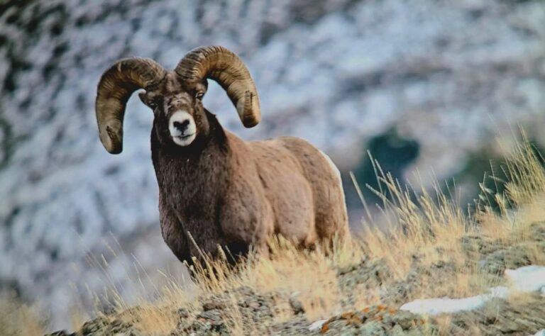 Gardiner: Yellowstone National Park Half Day Guided Hike Discovering Yellowstones Geothermal Wonders