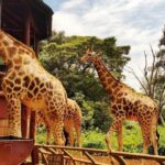 Giraffe Center, Elephant Orphanage And Beads Center Highlights Of The Giraffe Center