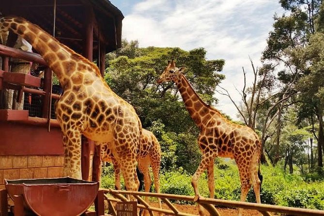 Giraffe Center, Elephant Orphanage and Beads Center - Highlights of the Giraffe Center