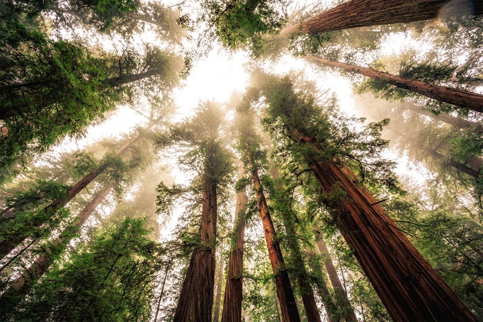 Guided Electric Bike Tour to Muir Woods - Tour Overview