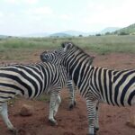 Half Day Safari Tour From Johannesburg Tour Overview