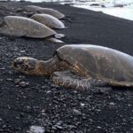 Hilo: Sea Turtle Lagoon And Black Sand Beach Snorkel Activity Overview